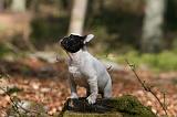 BOULEDOGUE FRANCAIS 1107